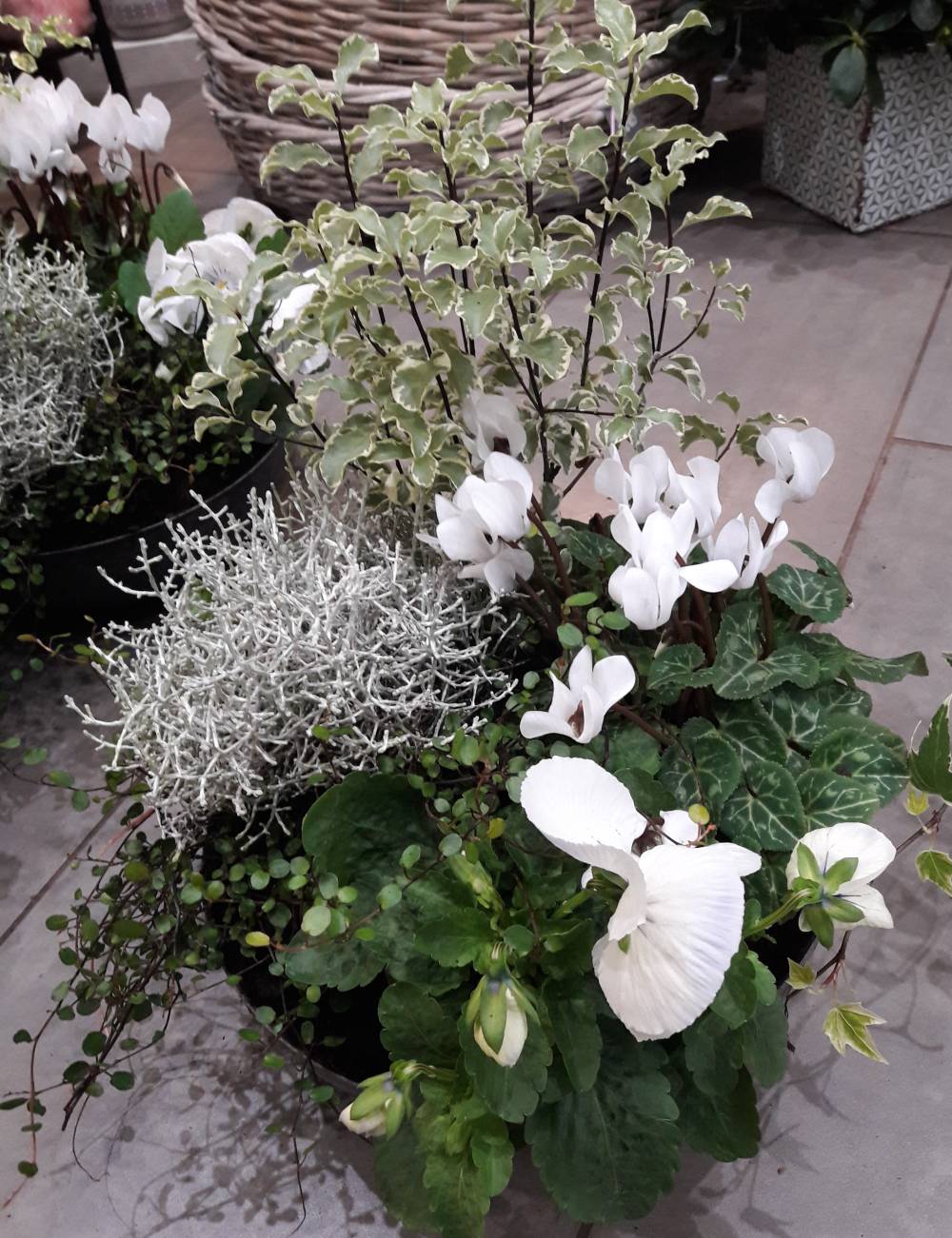 plantes